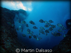 White spotted surgeonfish hanging in the surge zone –Outs... by Martin Dalsaso 